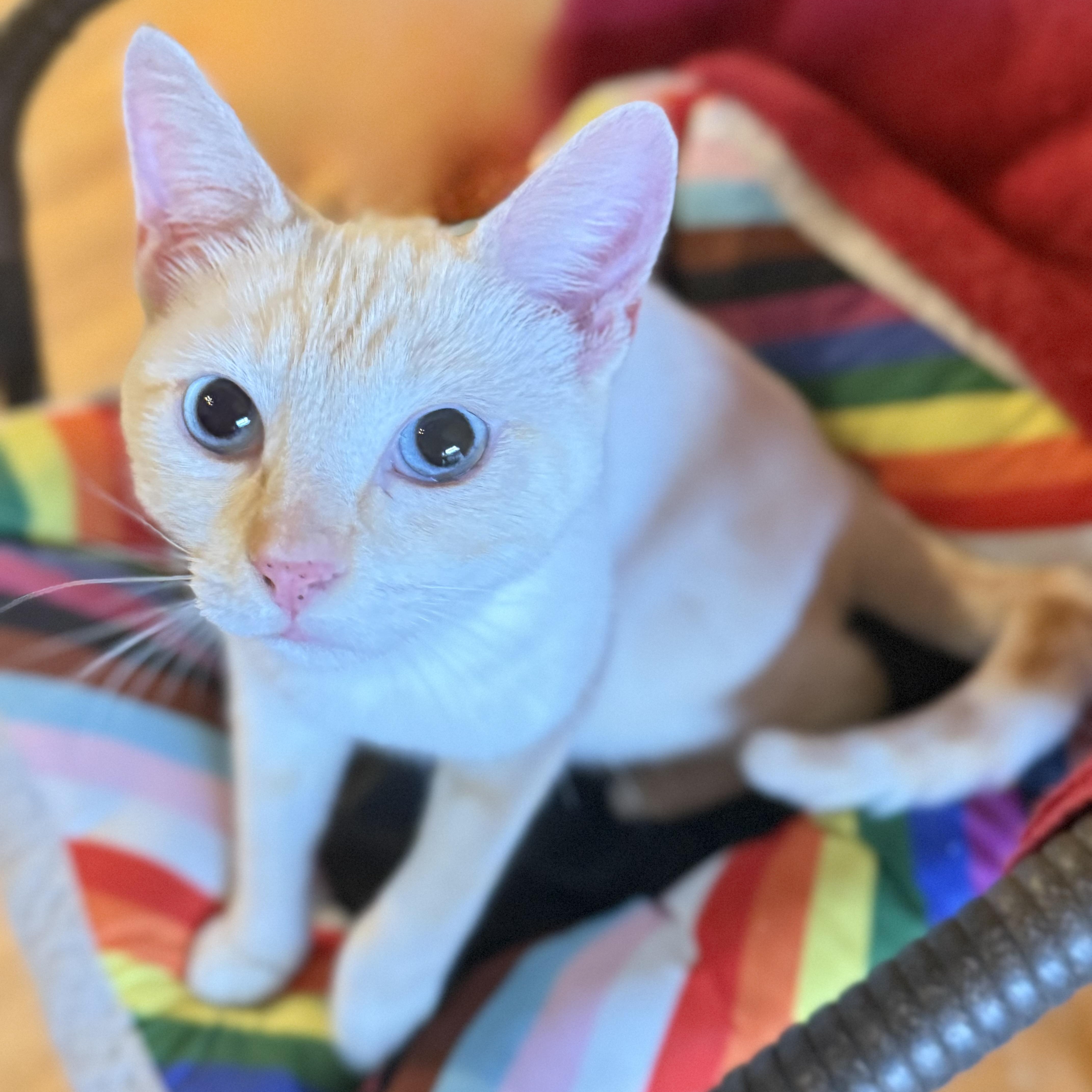 A young medium-sized female Siamese cat named Phoebe for adoption in Long Beach, CA