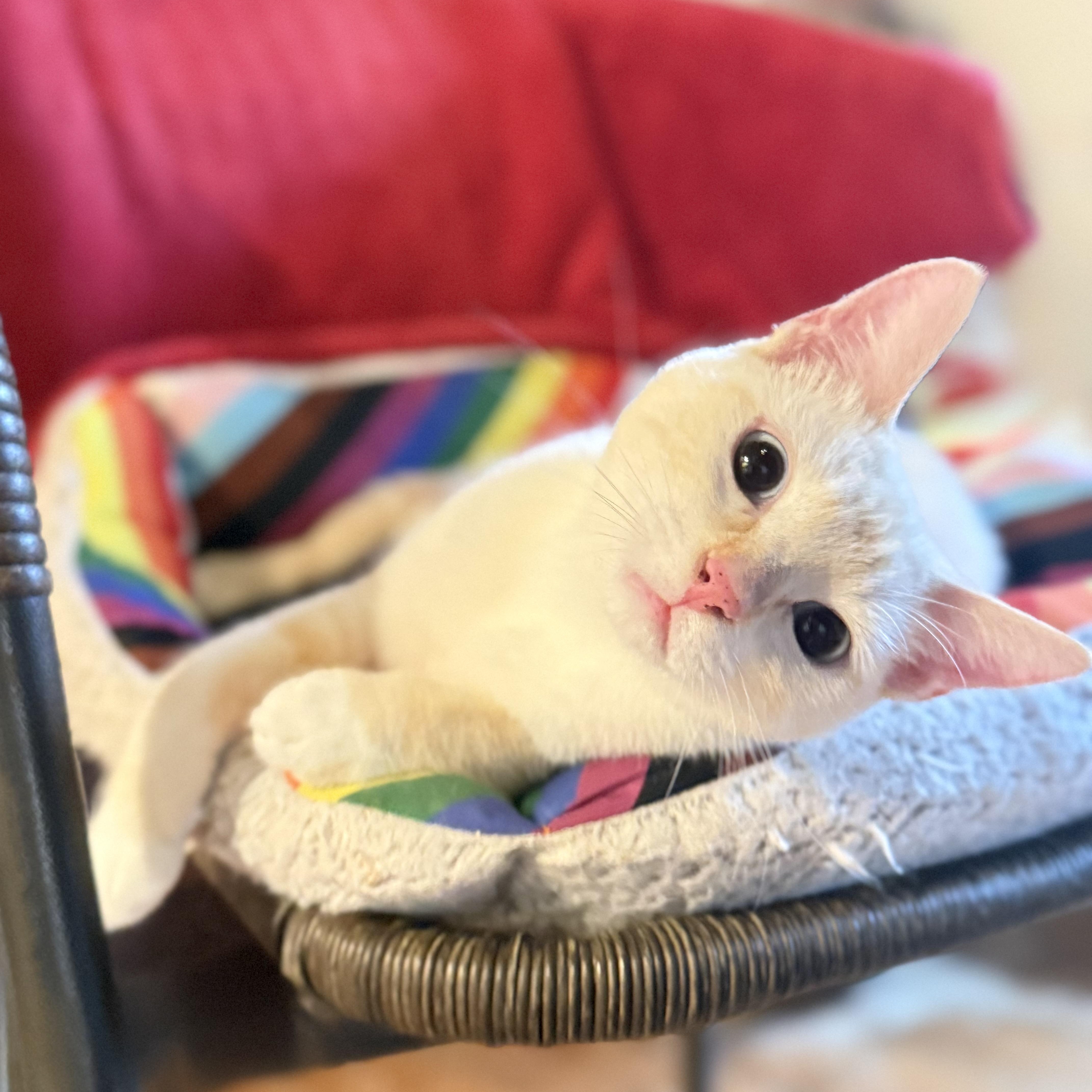 Phoebe thumbnail 3