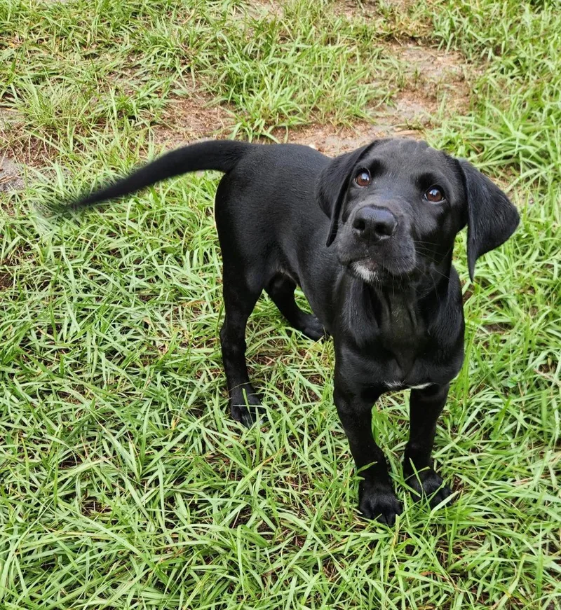 A baby medium-sized male Labrador Retriever dog named Ozzy for adoption in Sanford, FL
