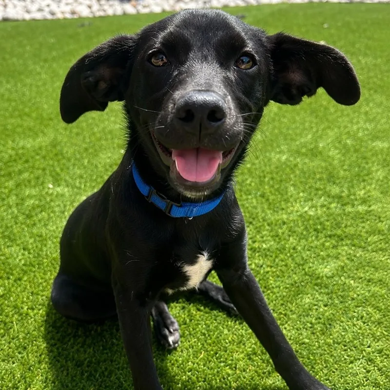 A baby small-sized male Dachshund dog named Shadow for adoption in Dallas, TX