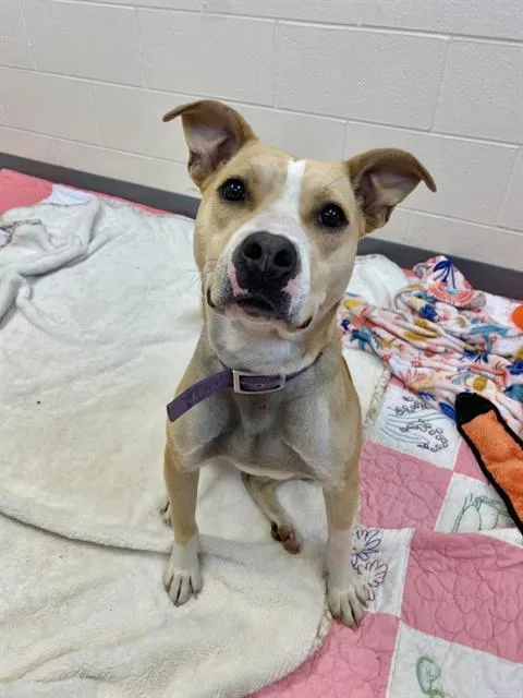 A young medium-sized female Pit Bull Terrier dog named Buttercup for adoption in Fort Wayne, IN