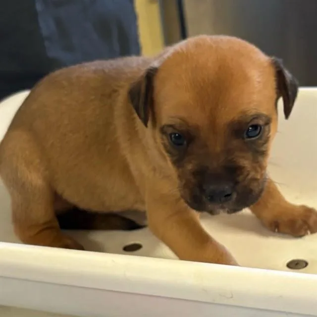 A baby small-sized male German Shepherd Dog dog named Ares for adoption in Riverside, CA