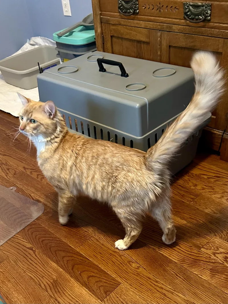 A young medium-sized male Tabby (Orange / Red) Domestic Medium Hair cat named Marx for adoption in Andover, CT