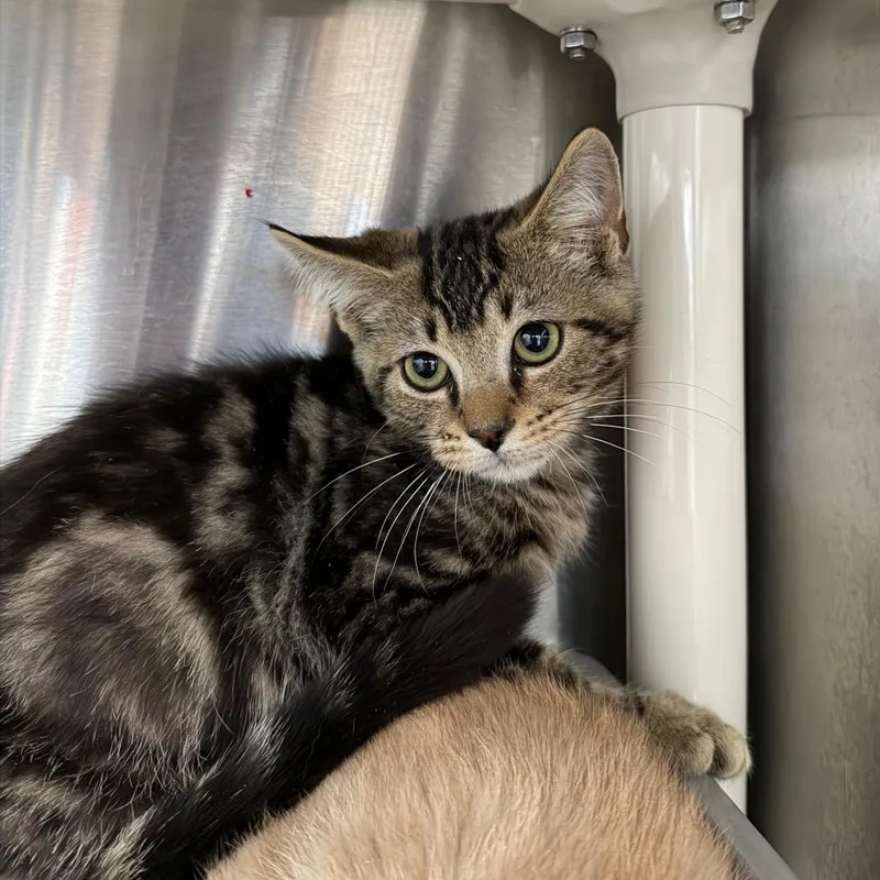 A baby small-sized male Brown / Chocolate Domestic Short Hair cat named Dublin for adoption in Spanish Fork, UT