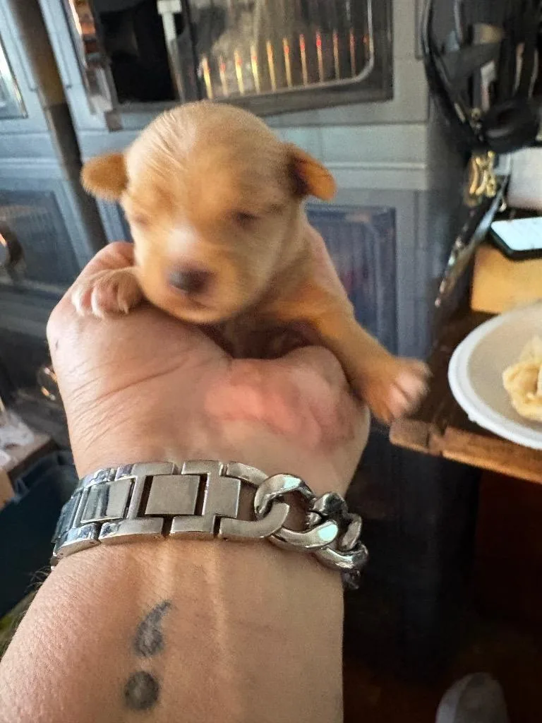 A baby small-sized female Chihuahua dog named Shrimp for adoption in Reno, NV