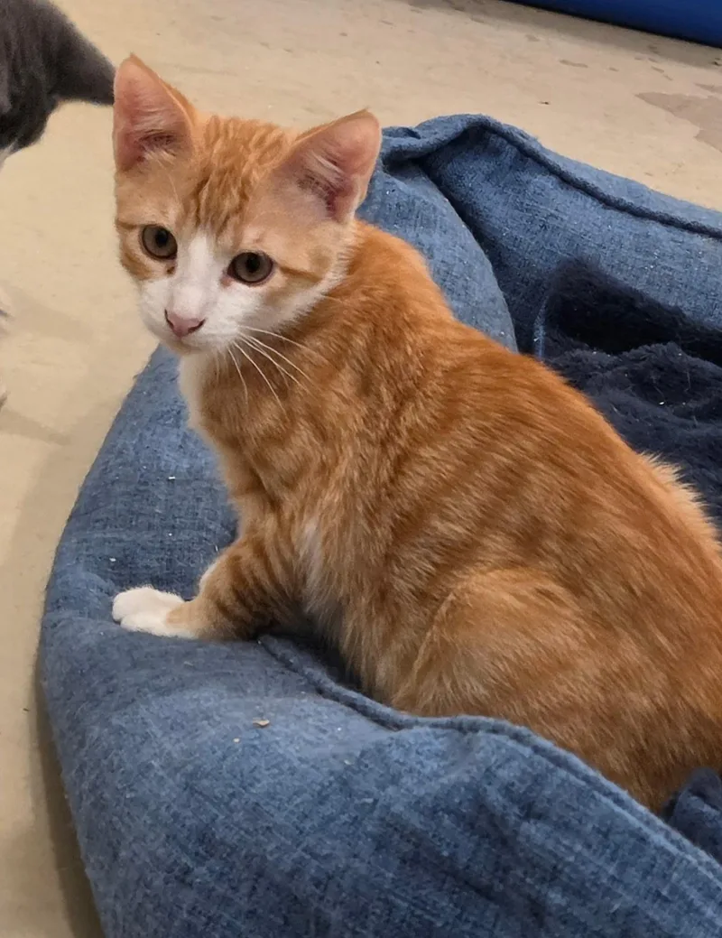 A young medium-sized male Orange & White Domestic Short Hair cat named Orange Zest for adoption in Henrietta, TX