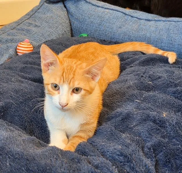 Orange Zest thumbnail 2