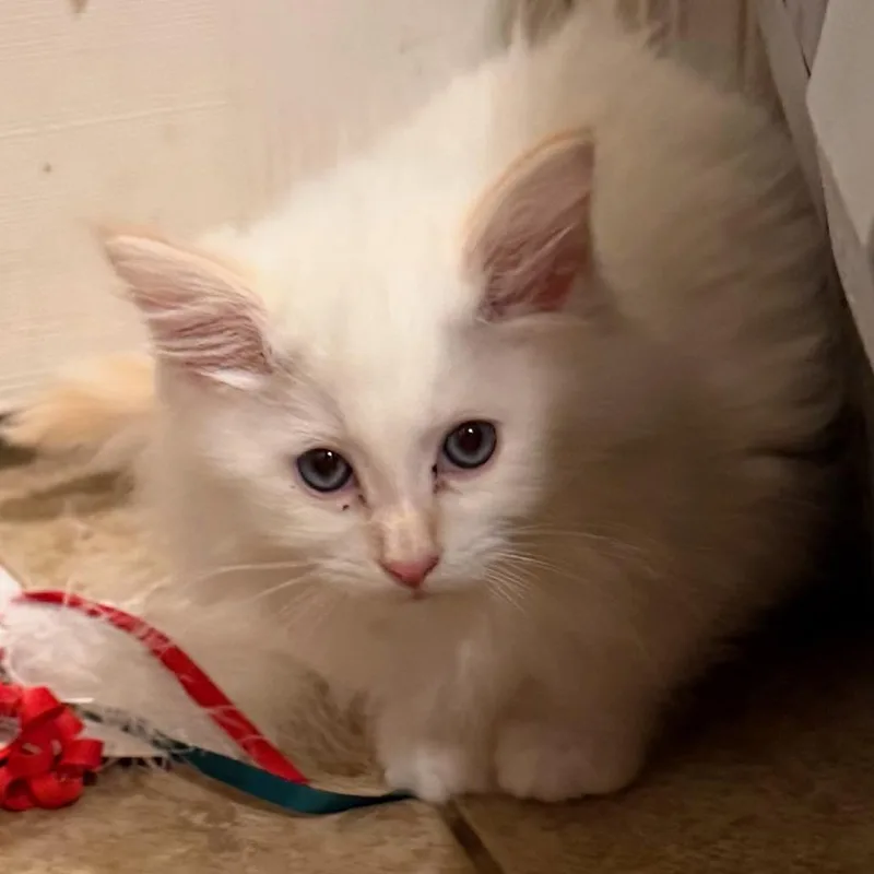 A baby small-sized female White Persian cat named Snow Flake for adoption in Phoenix, AZ