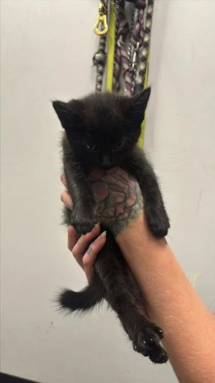 A baby small-sized female Domestic Short Hair cat named Chick for adoption in West Chester, PA