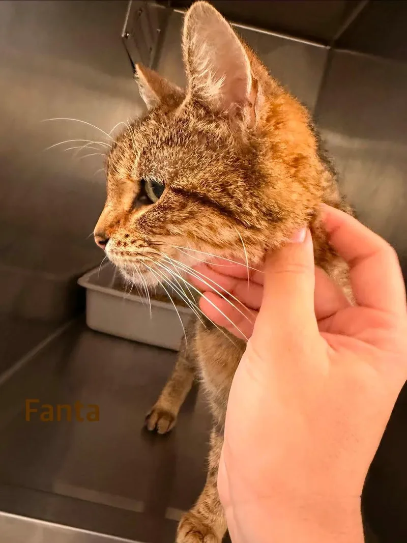 A young small-sized female Domestic Short Hair cat named Fanta for adoption in Clarksville, TN
