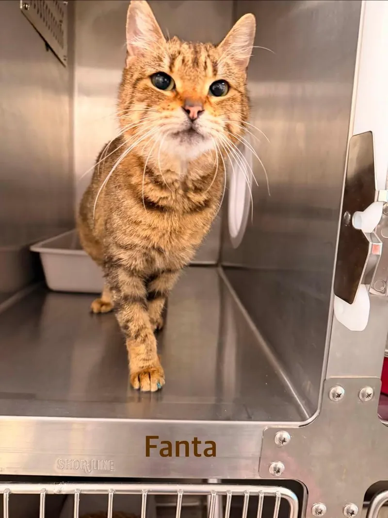 Fanta thumbnail 3