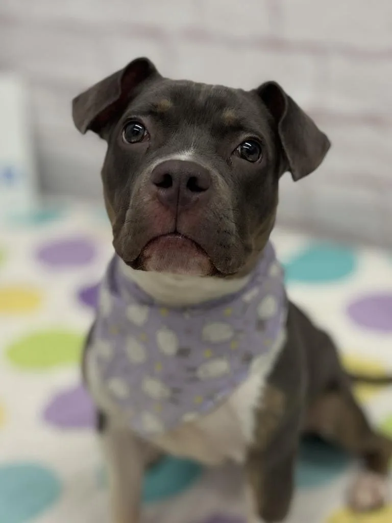 Dew Drop thumbnail 2