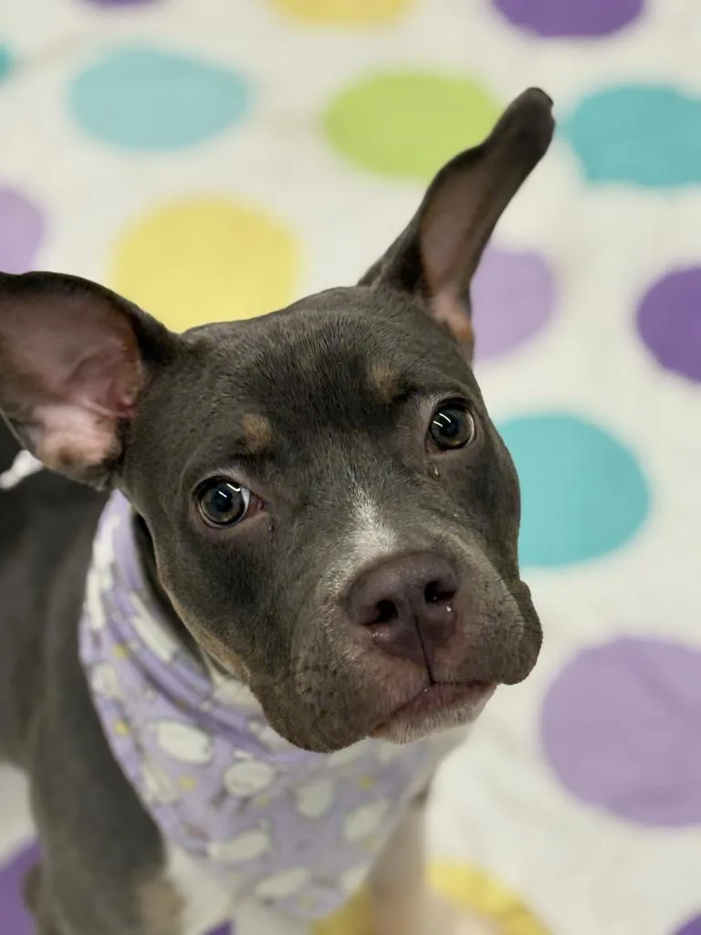 Dew Drop thumbnail 3