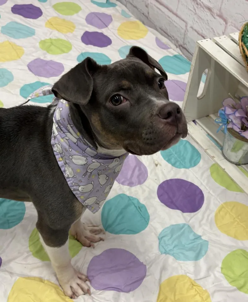 Dew Drop thumbnail 4