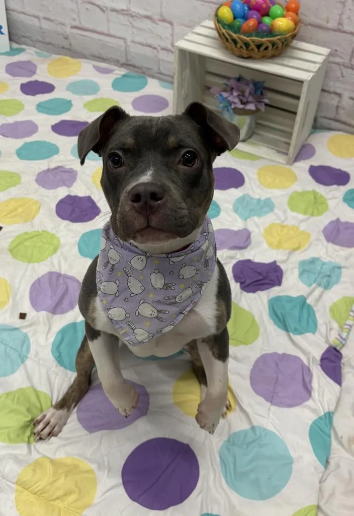 Dew Drop thumbnail 5