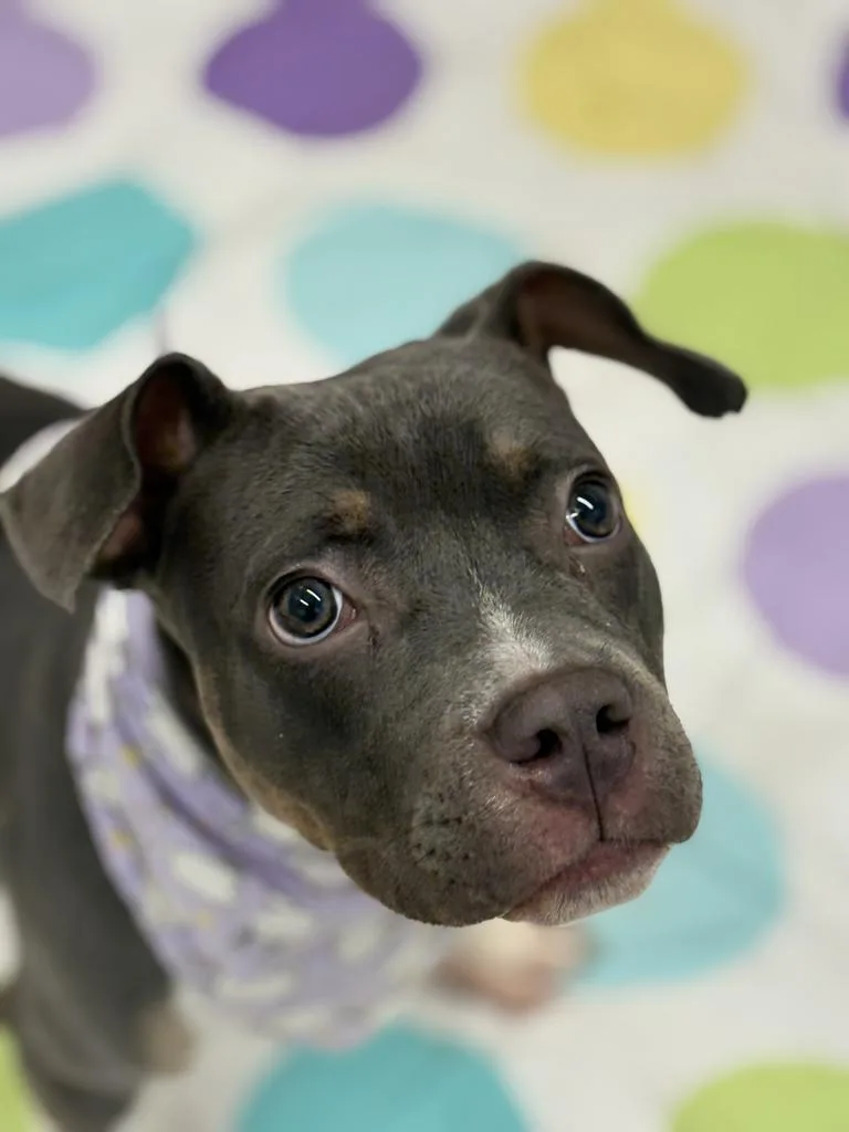 Dew Drop thumbnail 6