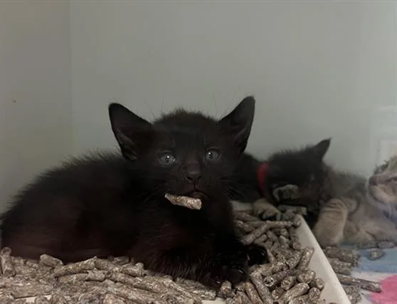 A baby large-sized male Domestic Short Hair cat named Thunder for adoption in Dallas, TX