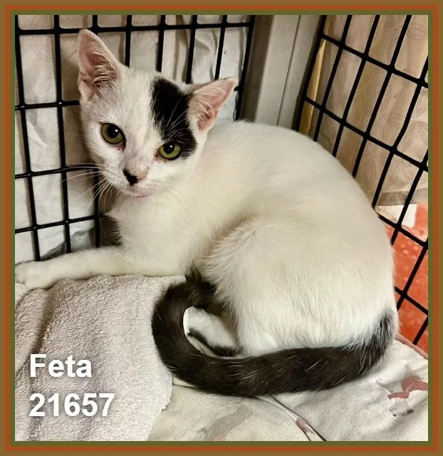 A baby medium-sized female Black & White / Tuxedo Domestic Short Hair cat named Feta for adoption in Marietta, GA