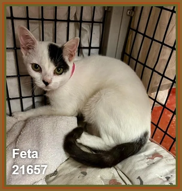 Feta thumbnail 2