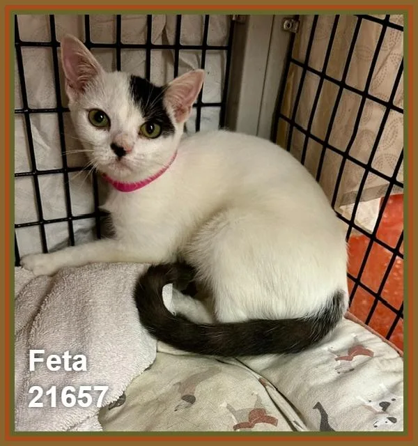 Feta thumbnail 3