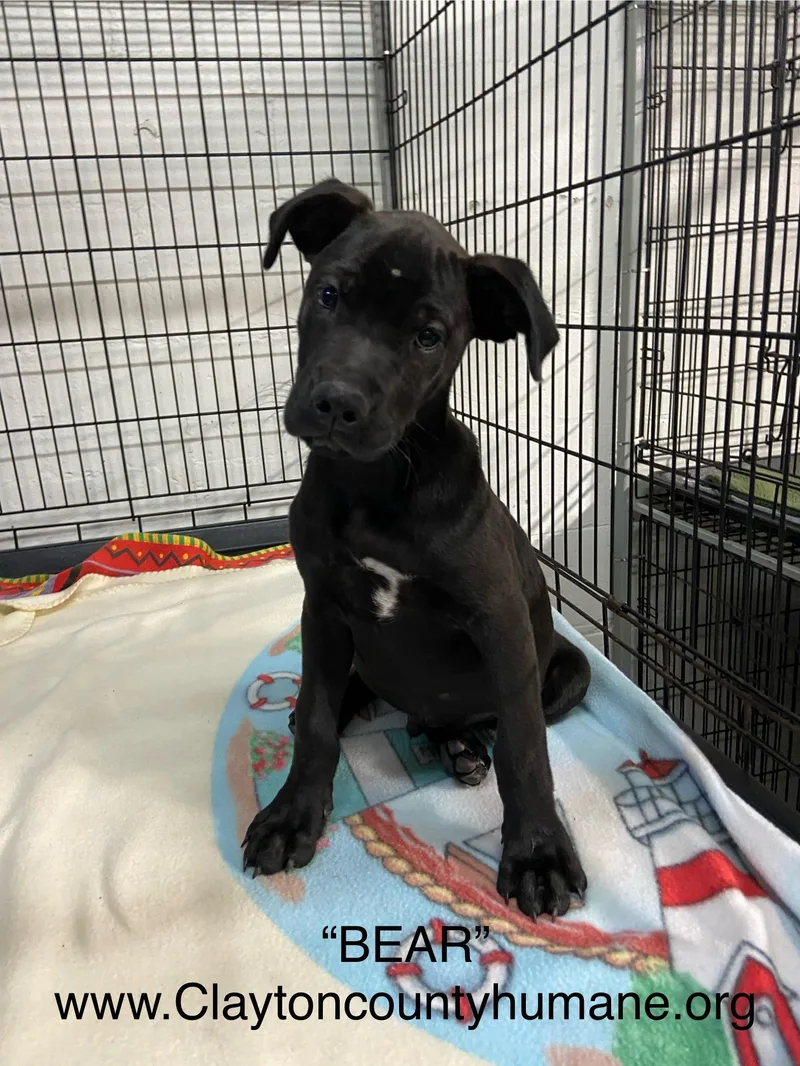 A young small-sized male Black Mixed Breed dog named Bear for adoption in Jonesboro, GA