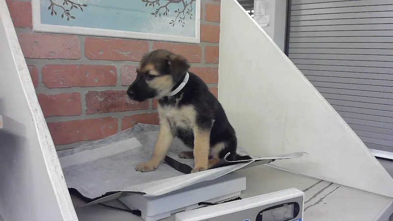 A baby small-sized female Labrador Retriever dog named Stacy for adoption in Houston, TX