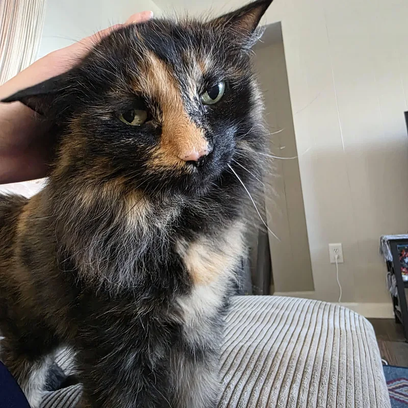 Kiki thumbnail 3