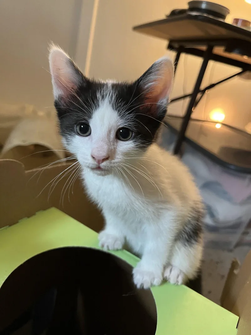 A baby medium-sized female Domestic Short Hair cat named Sparrow Gray for adoption in Trenton, NJ