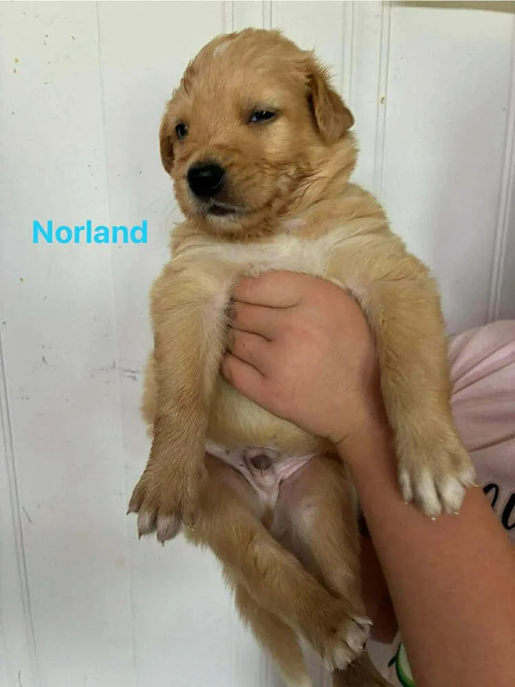 Norland thumbnail 3