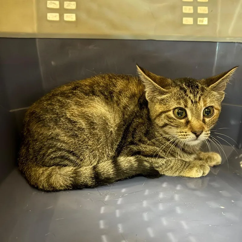 A baby small-sized female Brown / Chocolate Domestic Short Hair cat named Arugula for adoption in Norman, OK