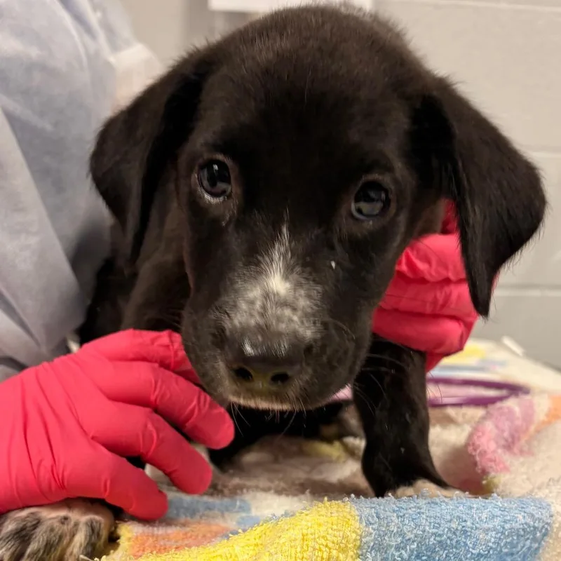 A baby small-sized female Black Mixed Breed dog named Espresso for adoption in Greenville, SC