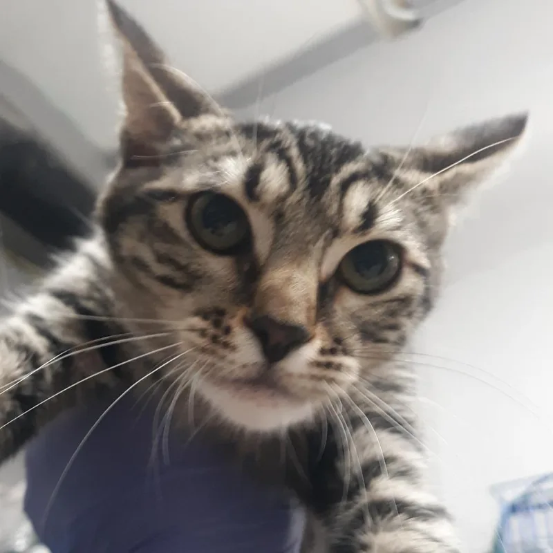 A baby small-sized female Brown / Chocolate Domestic Short Hair cat named Wagyu for adoption in Spokane, WA