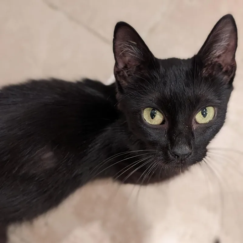 An adult small-sized female Black Domestic Short Hair cat named Fanny for adoption in Cape Girardeau, MO