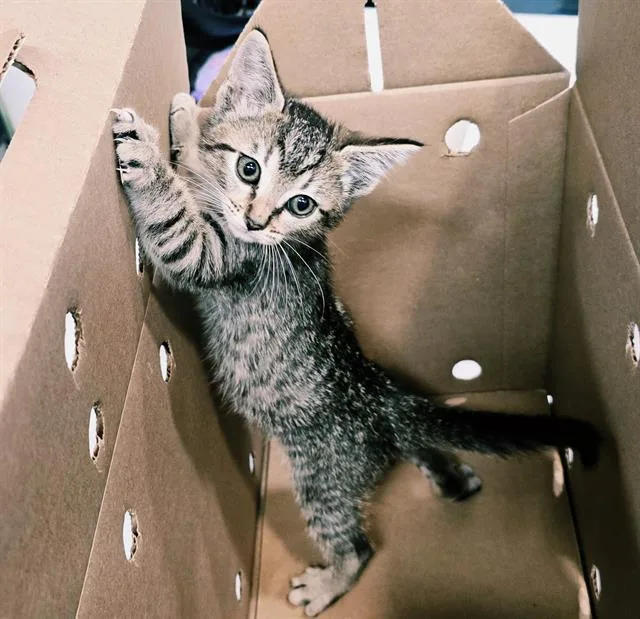 A baby small-sized female Domestic Short Hair cat named A for adoption in Grand Prairie, TX