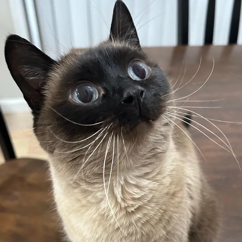 A senior medium-sized female Seal Point Siamese cat named Jay for adoption in Newburgh, NY