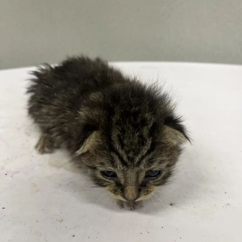 A baby small-sized female Brown / Chocolate Domestic Short Hair cat named Sonny for adoption in Tampa, FL