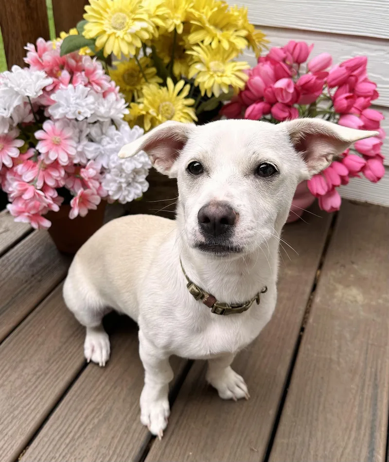 A baby small-sized male White / Cream Chiweenie dog named Little Boy Jax for adoption in Southlake, TX