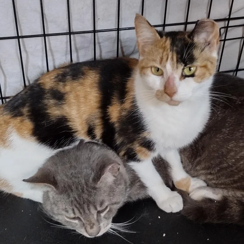 Magnus And Poppy thumbnail 2