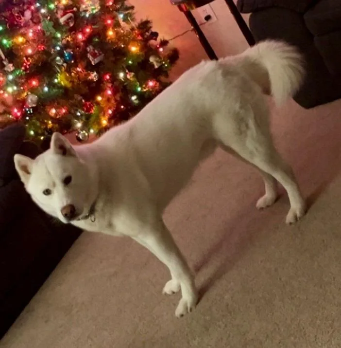 Arlo