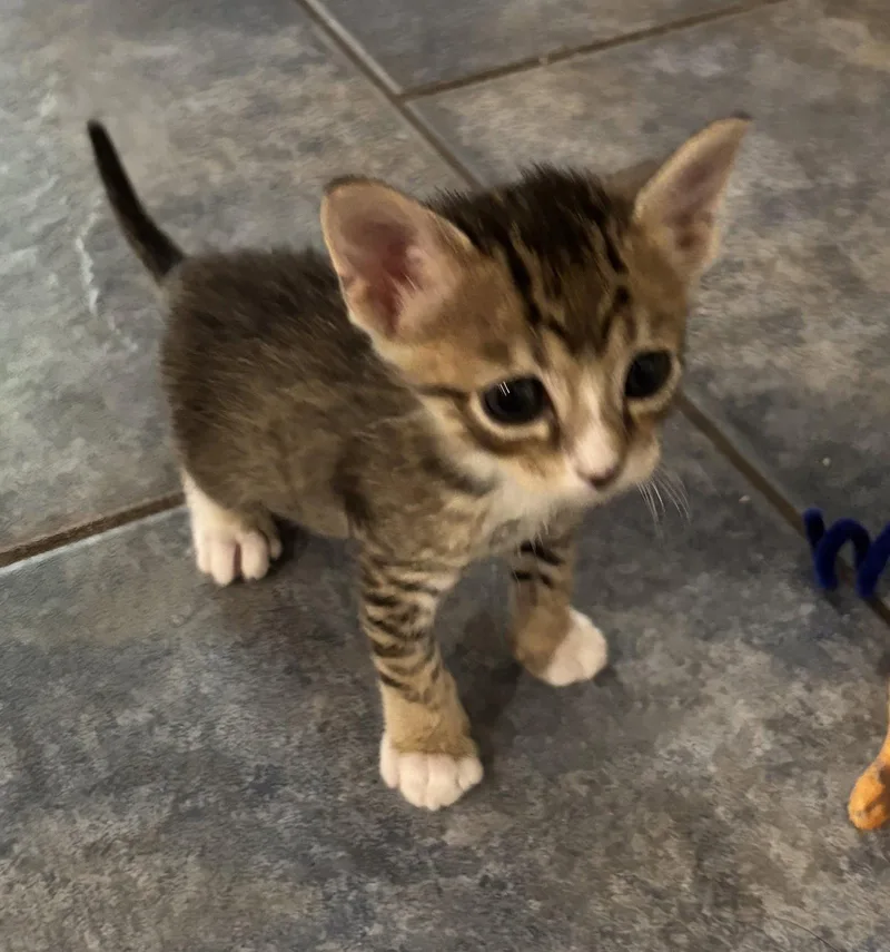 A baby medium-sized male Tabby cat named Gyozolo for adoption in Buford, GA