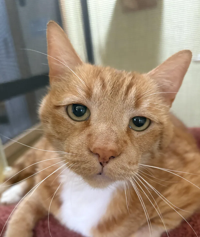 A senior medium-sized male Orange & White Tabby cat named Leo for adoption in Prescott, AZ