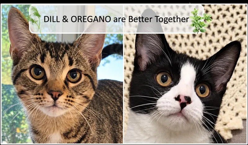 A baby medium-sized male Tabby (Brown / Chocolate) Tabby cat named Dill & Oregano for adoption in Cincinnati, OH