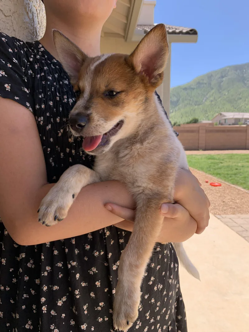 A baby medium-sized male White / Cream Australian Cattle Dog / Blue Heeler dog named Red week for adoption in Oro Valley, AZ