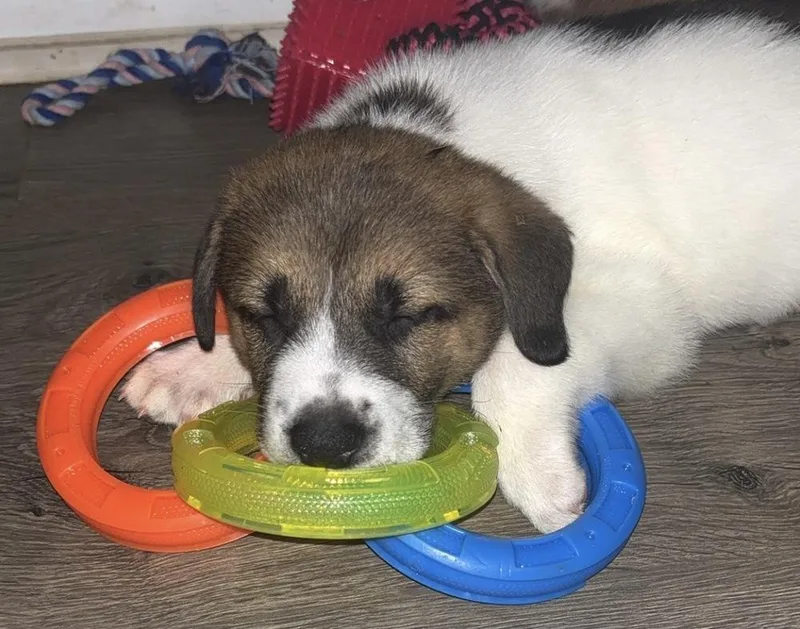 A baby small-sized male Great Pyrenees dog named Lincoln for adoption in Wendell, NC