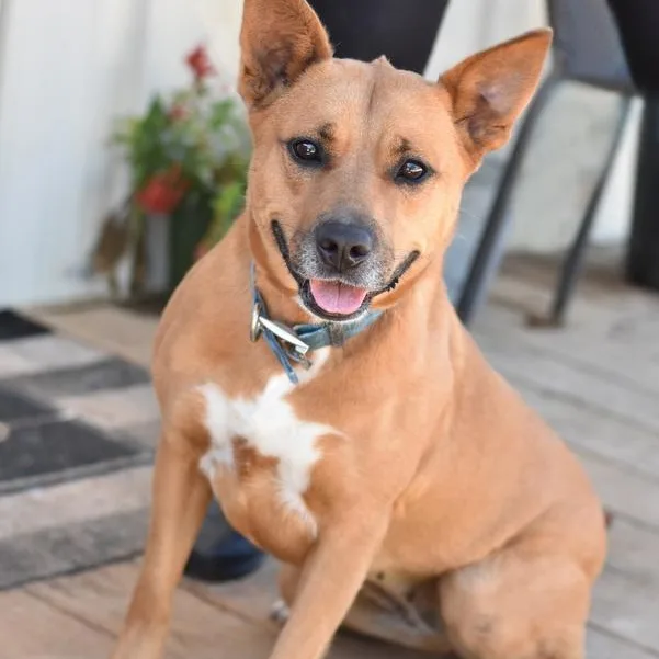 Bambi Ii thumbnail 2