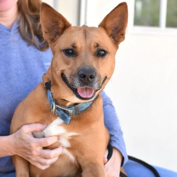 Bambi Ii thumbnail 3