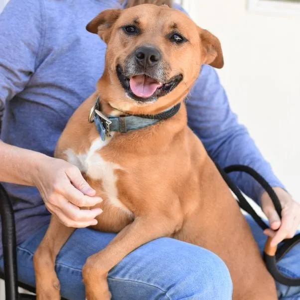 Bambi Ii thumbnail 5