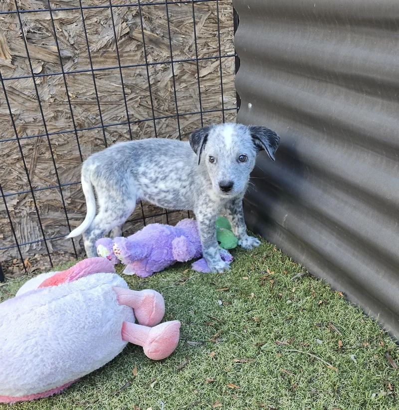 A baby medium-sized male Australian Cattle Dog / Blue Heeler dog named Damien for adoption in Apache Junction, AZ