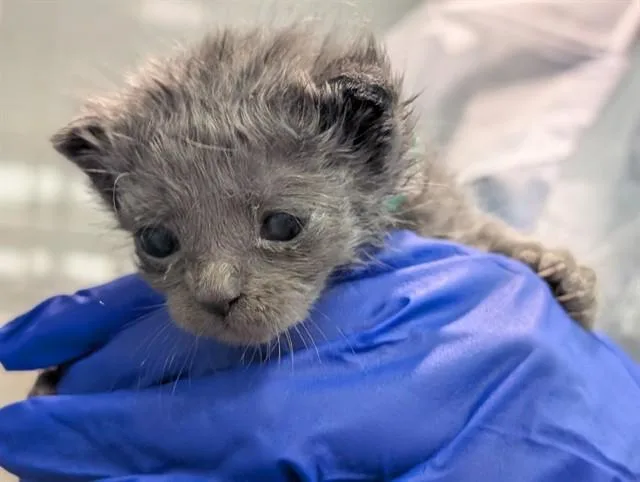 A baby medium-sized male Domestic Short Hair cat named Loki for adoption in Dallas, TX
