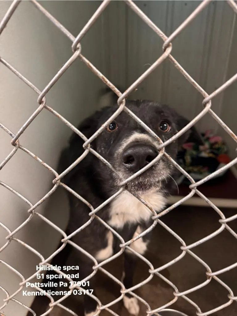 An adult large-sized male Border Collie dog named Smokey for adoption in Pottsville, PA